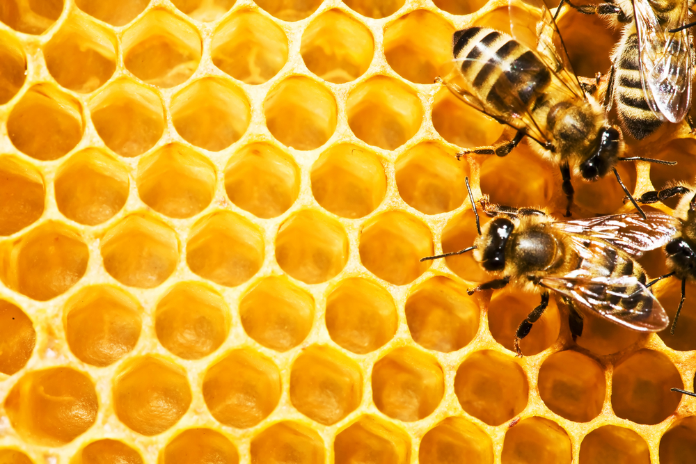 Ukázka - Včelí vosk
